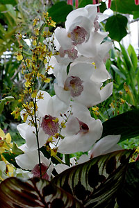 Orchid&eacute;e