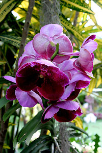 Orchid&eacute;e