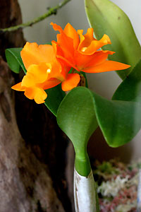 Orchid&eacute;e