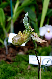 Orchid&eacute;e