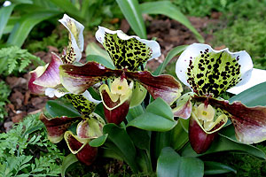 Orchid&eacute;e