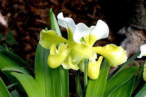 Orchid&eacute;e