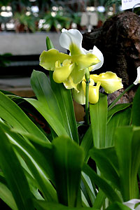 Orchid&eacute;e
