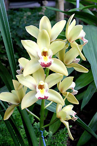 Orchid&eacute;e