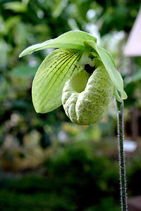 Orchid&eacute;e