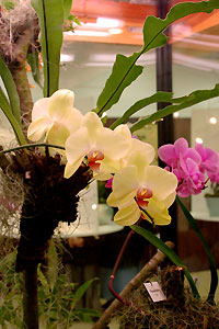 Orchid&eacute;e