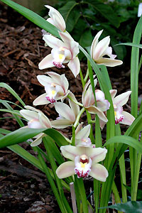 Orchid&eacute;e