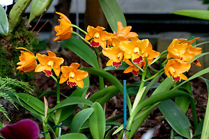 Orchid&eacute;e