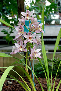Orchid&eacute;e