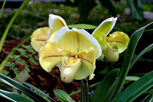 Orchid&eacute;e