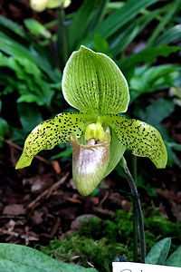 Orchid&eacute;e