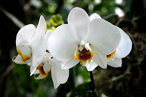 Orchid&eacute;e