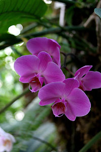 Orchid&eacute;e