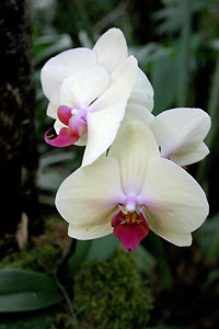 Orchid&eacute;e