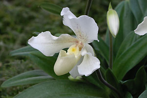 Orchid&eacute;e