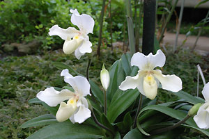 Orchid&eacute;e