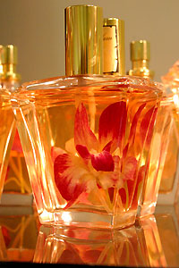 Orchid&eacute;e