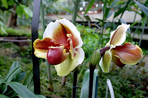 Orchid&eacute;e