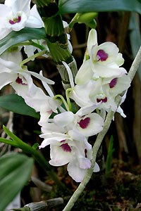 Orchid&eacute;e