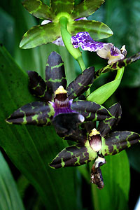 Orchid&eacute;e