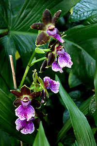 Orchid&eacute;e