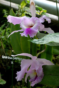 Orchid&eacute;e