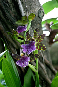 Orchid&eacute;e