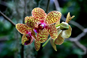 Orchid&eacute;e