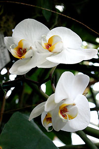 Orchid&eacute;e