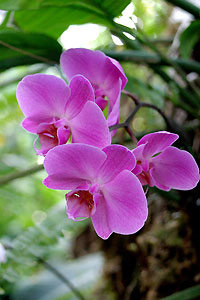 Orchid&eacute;e