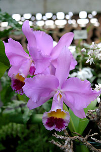Orchid&eacute;e