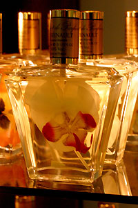 Orchid&eacute;e