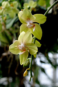 Orchid&eacute;e
