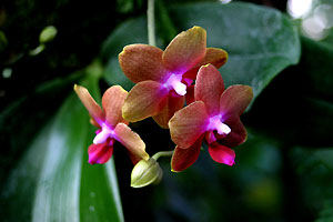 Orchid&eacute;e