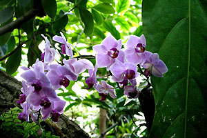 Orchid&eacute;e
