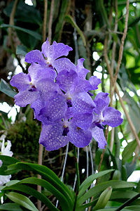 Orchid&eacute;e