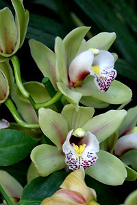 Orchid&eacute;e