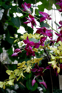 Orchid&eacute;e