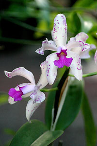 Orchid&eacute;e