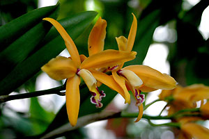 Orchid&eacute;e