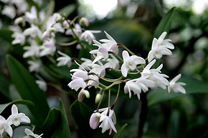 Orchid&eacute;e