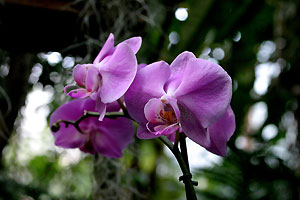 Orchid&eacute;e