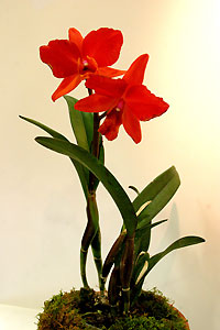 Orchid&eacute;e