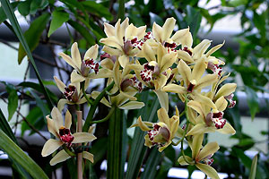 Orchid&eacute;e