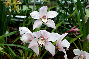 Orchid&eacute;e