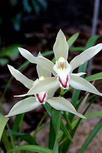 Orchid&eacute;e