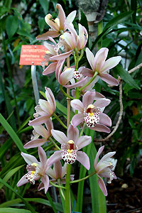 Orchid&eacute;e
