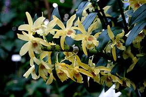 Orchid&eacute;e