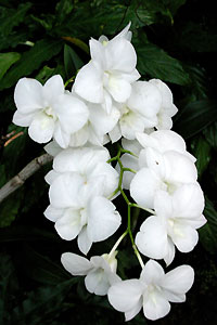 Orchid&eacute;e