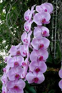 Orchid&eacute;e